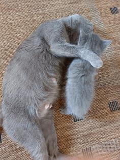 Russisch blaue BKH MIX