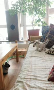 SIAM KITTEN seal point ab August auszugsbereit