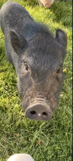 Zwergschwein Minischwein Eber 10 Monate