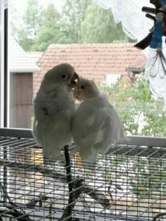 Goffinkakadu ein Pärchen