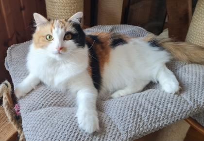 Ragdollkastratin sucht neues Personal
