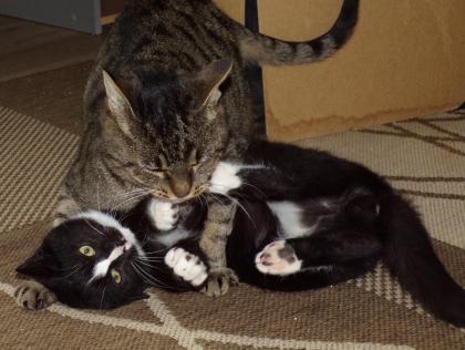 Junge Katzen männlich und weiblich 3 Monate