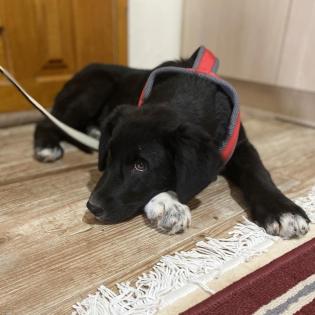 Blackie / Status sucht ein Zuhause