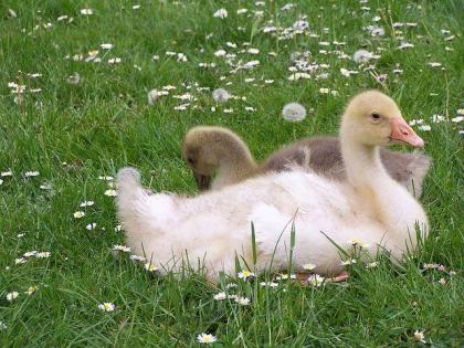 Pommerngänse Gössel Küken in weis grau. bunt abzugeben suchen ein neues zuha