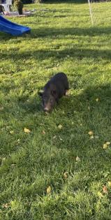 Zwergschwein Minischwein Eber 10 Monate