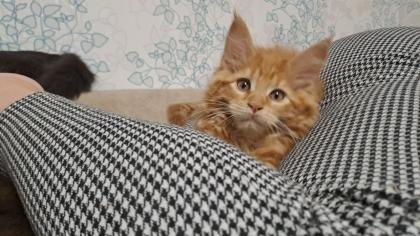 Maine Coon Katerchen Reinrassiger