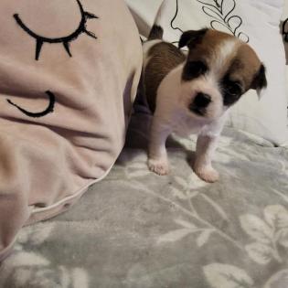 Chihuahua welpen