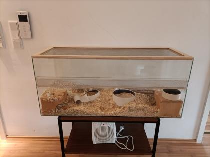 Wüstenrennmaus mit Terrarium
