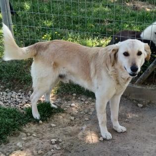 Kylo / Status sucht ein Zuhause