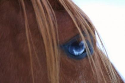 Quarter Horse Fohlen 2022 unsere Hompage