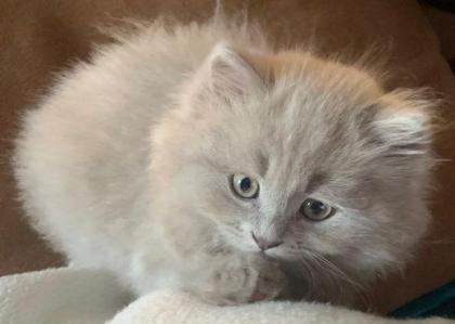 Bkh/Bhl Kitten