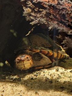 Kinosternon Cruentatum Rotwangen Klappschildkröte