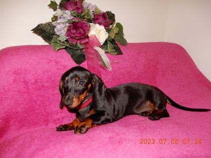Dackel Welpe Kurzhaar Zwerg Teckel Dachshund