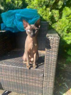 Sphynx Kater 3 5 Jahre
