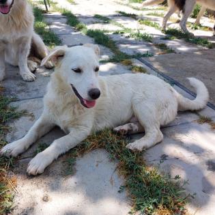 Max sucht ein Zuhause