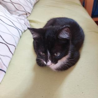 Drei kuschelige verspielte Katzen