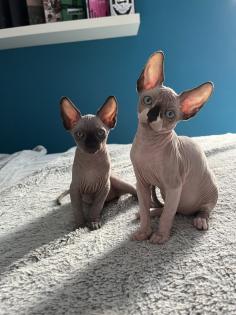 Sphynx Kitten suchen ein Zuhause