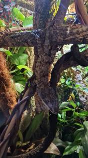 Anolis. barbatus falsches Chamäleon Chamäleon Anolis