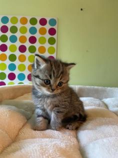 Reinrassige BKH Kitten