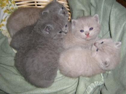 BKH Kitten in blau lilac und chocolate