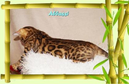 Bengal Kater sehr pfiffig keck und immer fröhlich sucht ein tolles Zuhause