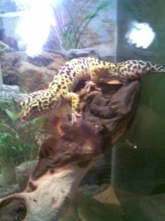Leopardgecko Männchen Lavendel ca. 2 J alt TOP
