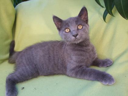 Vier kleine Katzen / Kätzchen / Kitten