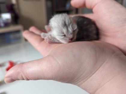 Bkh/Scottish Fold Mix Kitten abzugeben