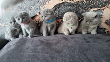 Süsse BKH Kitten Mix suchen neues Zuhause
