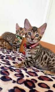 Bengal katze Baby Katzen