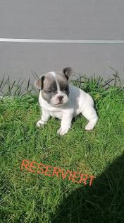 Süße Französische Bulldoggen Welpen