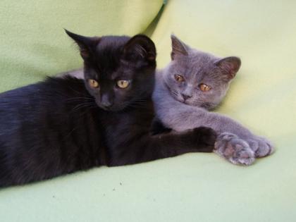 Zwei kleine Kätzchen / Kitten