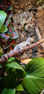 Rhacodactylus. auriculatus Gargoylegecko