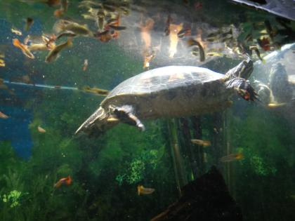 Wasserschildkröten Gelbwangen-Schmuckschildkröte und Falsche Landkarten-Höckerschildkröte