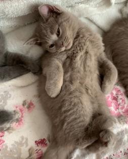 BKH Kitten suchen ein liebevolles zu Hause