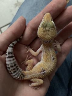 1. 0 Tangerine Het Raptor Leopardgecko Männchen Enz 22 Übergabe Houten oder Hamm möglich