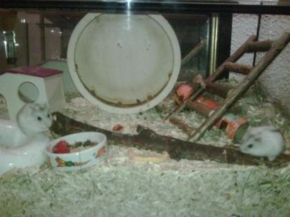 Terrarium 120 cm f. 50 Euro 60 cm f. 25 Euro. ZWERGHAMSTER gesund u. zahm in liebe