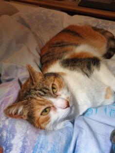Katze Lucy sucht einen Alterssitz