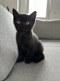 Siam/Bkh Mix Kitten Babys