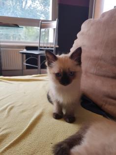 Reinrassige Balinesische Siam Kitten Langhaar Selten