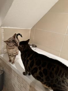 Bengal Katzen weiblich in liebevolle Hände abzugeben