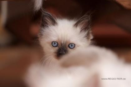 Heilige Birma Kitten - WHISKAS 2022