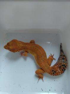 Leopardgecko Weibchen Blood x Bold Bandit