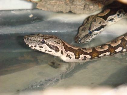 2 Acrantophis dumerili - Südliche Madagaskarboa