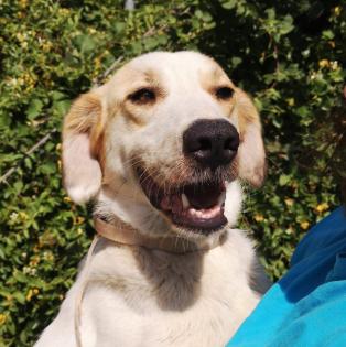 Simba sucht ein Zuhause