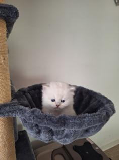 Bkh kitten mit blau augen