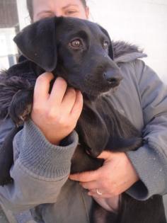 Kamilla junge Labrador Mix Dame sucht Anschluss