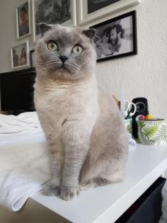 Britisch-Kurzhaar/scottish-fold-shorthair Mischlingskatze hellgrau