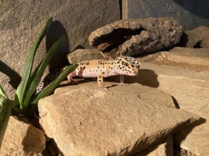 Terrarium mit drei Leopardgeckos abzugeben
