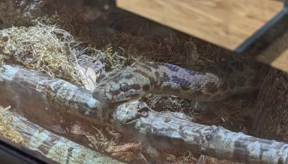 Australische Zwergpython incl. Terrarium LED Beleuchtung und Hitzestein